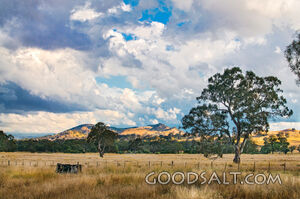 Landscape of grazing land and huge old trees.
