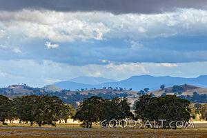 Landscape of grazing land and huge old trees.