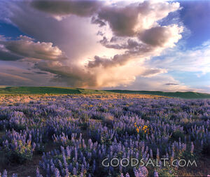 Lavendar Meadow