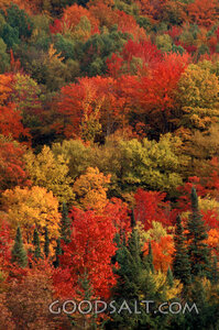 Many different colored trees in the fall.