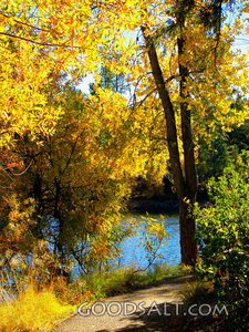 Leaves of Gold, Path Along Lynx Lake