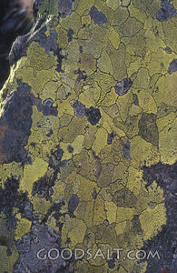 Lichen on a Rock