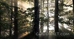 Light Through the Trees