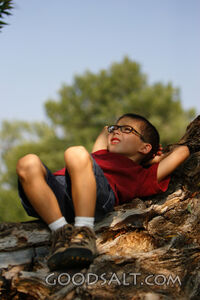 Little boy daydreaming in tree in summer.