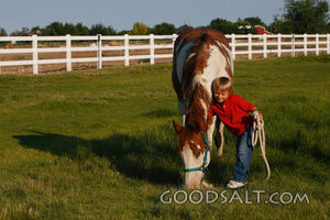 Little boy leading red American Paint Horse in summer pastur