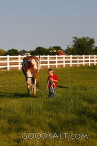 Little boy leading red American Paint Horse in summer pastur
