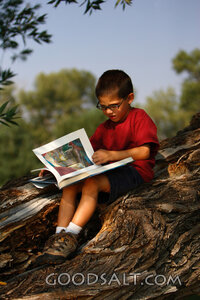 Little boy reading in tree in summer.