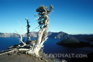 lone weathered pine above crater lake