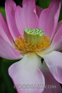 Lotus Bloom