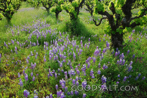 Lupines in the Vineyard