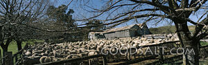 Many White Sheep behind Fence With Barn and Trees