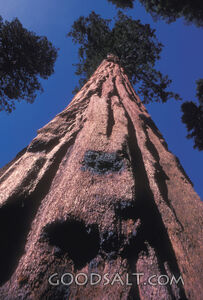 massive redwood tree viewed from base.