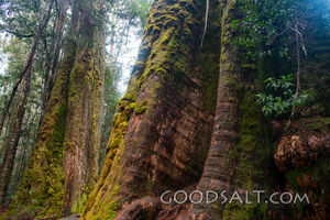 Massive tall rainforest trees with mossy trunks.