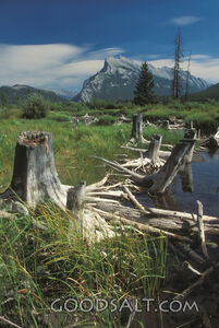 Mount Rundle and Dead Trees