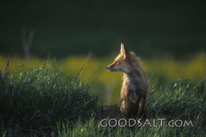 A small fox in a field of grass.