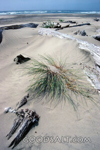 Oceanside Dunes and Driftwood