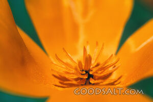 Orange Flower Extreme Close-Up