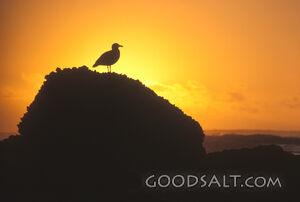 A single bird perched on a rock.