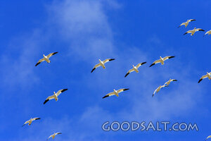 Oregon. Malheur NWR. Snow Goose (Chen caerulescens) group fl