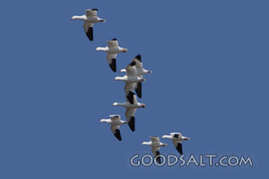 Oregon. Malheur NWR. Snow Goose (Chen caerulescens) group fl