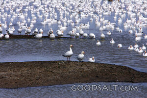 Oregon. Malheur NWR. Snow Goose (Chen caerulescens) group re