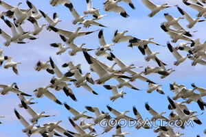 Oregon. Malheur NWR. Snow Goose (Chen caerulescens) group ta