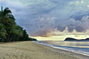 palm trees, beach, and sky