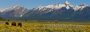 Panorama of Teton mountain range with bison grazing in wildf