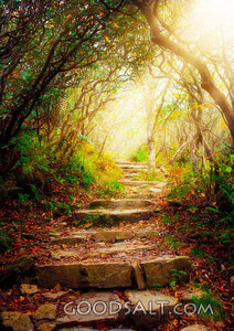 Pathway Through the Forest