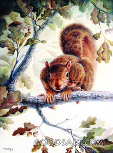 Peekaboo the Playful Squirrel