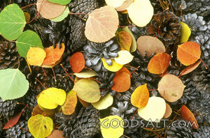 Pine Cones and Leaves