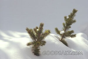 Pine Trees Peeking Through the Snow