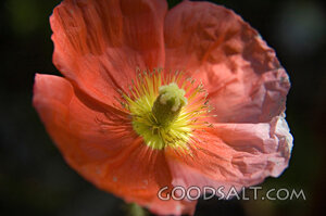 Pink Flower Close Up