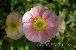 Pink Flowers Close Up