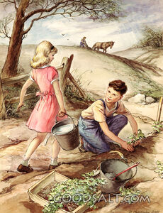 Planting Sweet Potatoes