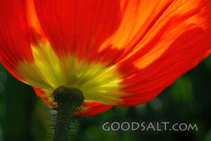 Poppy From Underneath