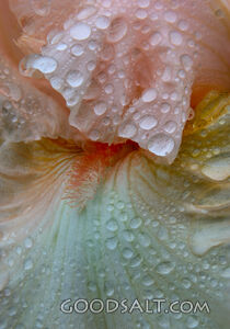 Raindrops on Iris