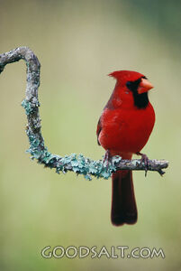 Red Cardinal Bird on a Tree Branch