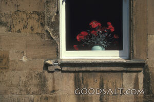 Red Flowers in the Window