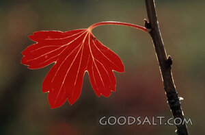 Red Leaf