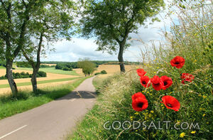 Red Poppies and Country Lane