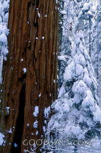 Redwood Tree Covered in Snow