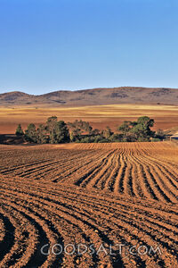rows of tilled earth