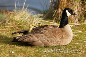 IDAHO. Boise. Kathryn Albertson Park. Canada Goose (Branta c