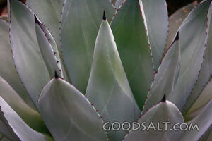 Washington. Spokane. Manito Park, Gaiser Conservatory Greenh