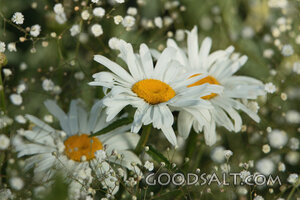 IDAHO. Boise. Shasta Daisy (Leucanthemum x superbum) and Bab