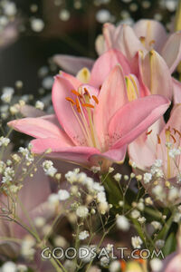 IDAHO. Boise. Oriental Lily "Le Reve" and Baby's Breath (Gyp