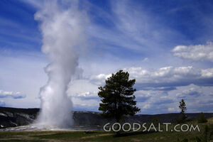 WYOMING. Yellowstone National Park. Old Faithful erupting in