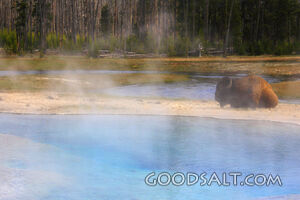 WYOMING. Yellowstone National Park. Bison (Bison bison) rest