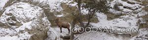 WYOMING. Yellowstone National Park. Panorama of Bighorn Shee
